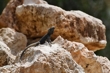 Agama lizard Laudakia stellio in the nature of the forest on the Greek island of Rhodes