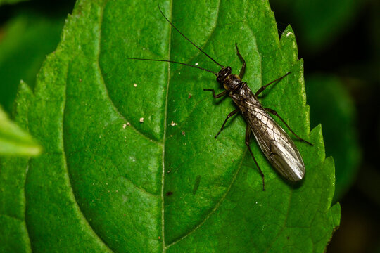 Perla (stonefly)