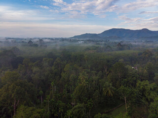 Aerial view tropical green tree forest with river marning sunrise