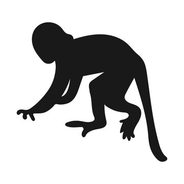 Capuchin monkey. Isolated icon on a white background