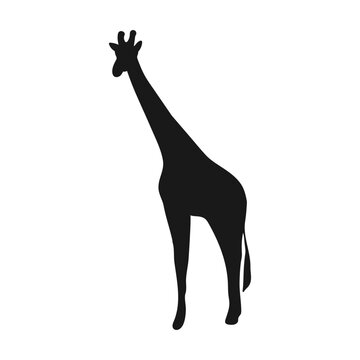 Giraffe. Isolated icon on a white background