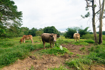 Obraz premium Domestic cattle cow eat grass in outdoor farm forest