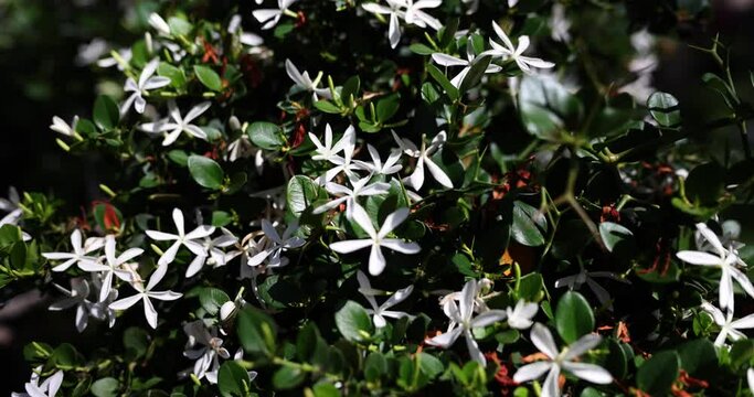 Flowering plants with many white flowers living green hedge. Beautiful bush with flowers in the park or garden