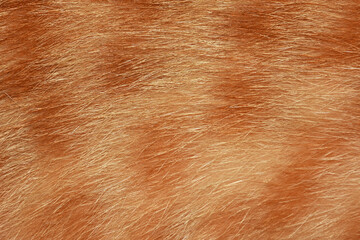 Orange cat hair, full frame orange fur, for the background.