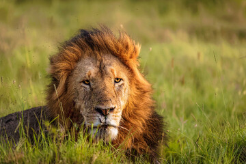 Male lion ( Panthera Leo Leo) enjoying the beautiful african sunset, Mara Naboisho Conservancy, Kenya. - obrazy, fototapety, plakaty