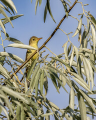 A small yellow bird perched on a slender branch amidst dense green foliage against a clear blue sky. The bird's delicate features and vibrant color create a charming and natural scene, ideal for illus