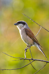 Bird perched on branch in nature, close-up focus on foreground wildlife.