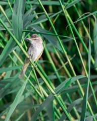A small brown and white bird perched on a green reed amidst a dense thicket of tall, slender grass. The bird's subtle coloration blends harmoniously with the lush, green backdrop, capturing a serene m