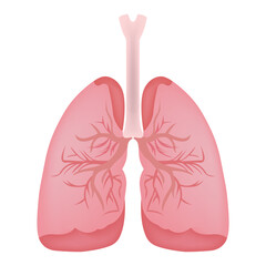 Human lungs. Vector illustration isolated on white background made in 3d