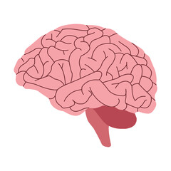 Human brain. Vector illustration isolated on white background made in 3d