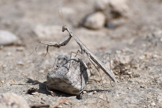 Praying mantis rivetina balcanica in the stony desert environment of the ruins of a city from the time of ancient Greece