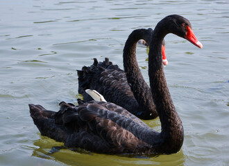 Naklejka premium Black Swan