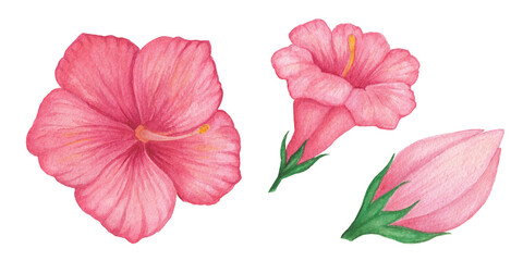 Red Hibiscus flower. Petunia. Mirabilis. Mallow. Single red flower. Watercolor illustration - obrazy, fototapety, plakaty