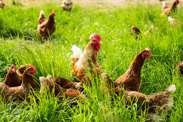 Freilaufende Hühner auf einer Wiese in Langenfeld