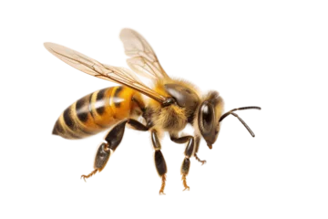 Deurstickers Macrofotografie Honey Bee Isolated on a Transparent Background. AI