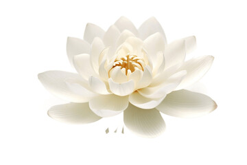 Fototapeta na wymiar White Lotus on Transparent Background. AI