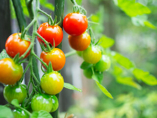 家庭菜園のミニトマト