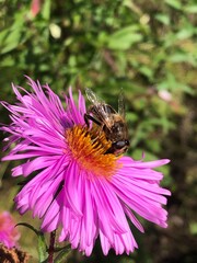 bee on a flower