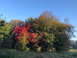 Fototapeta premium autumn trees in the park
