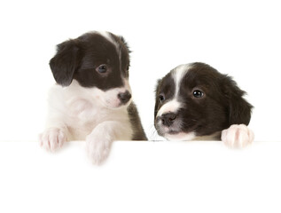 Border collie puppies with a card