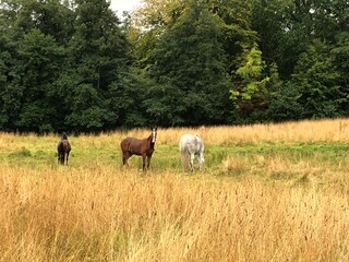 horses in the meadow