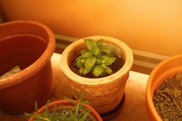 Herbs growing in pot on the balcony.