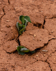 Plant growing out of the desert in Capitol Reef National Park during spring. Selective focus, background blur and foreground blur.
