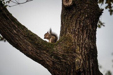 A squirrel is hanging on a tree in the Monza Park, during an autumnal morning