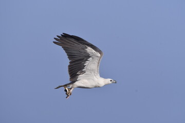 Photograph of The White-bellied Sea-Eagle has white on the head, rump, and underparts and dark grey on the back and wings. 