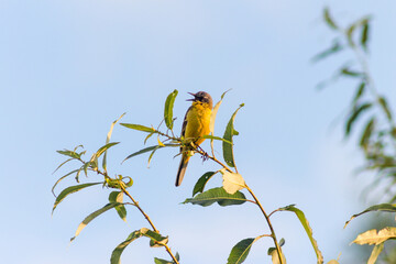 The Yellow Wagtail (Motacilla Flava)
