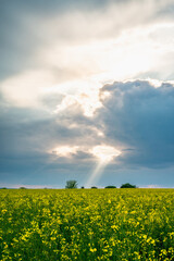 Fototapeta premium wonderful landscape from the rapeseed field with dramatic sky, the sunlight breaks trough the sky