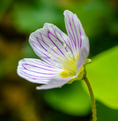 flower of common wood sorrel (Oxalis acetosella)