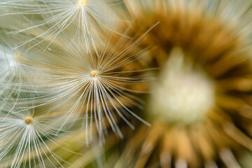 dandelion seed head in detail