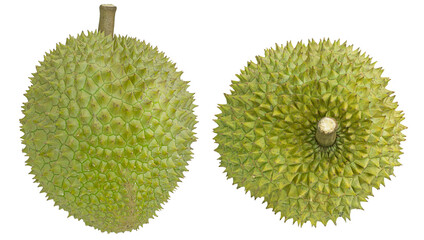 Closeup of durian fruits or Thailand king of fruit  isolated. Png transparency