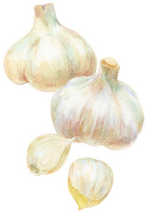 Obraz premium 水彩画イラスト 2個のニンニクとニンニクのかけら 縦並び