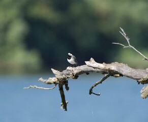 pied wagtail on a branch 