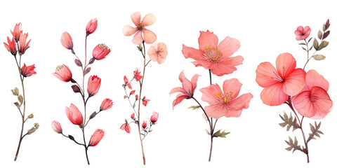 Beautiful pink flowers watercolor elements set.