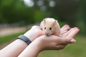 Syrian hamster, rodent in hands. On the background of green grass on the street