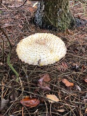 mushroom in the forest