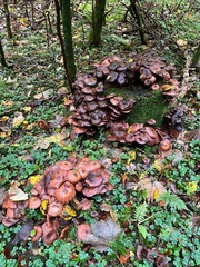 mushrooms in the forest