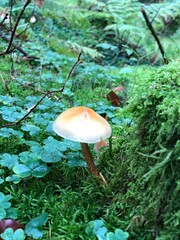 mushrooms in the forest