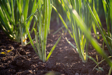 Onions growing in the vegetable garden. Close-up of green onions.
