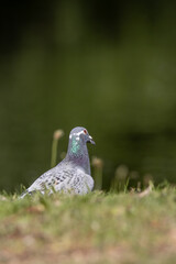 portrait of Racing Pigeon 