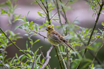 Yellowhammer (Emberiza citrinella) with worm in beak, sitting on a branch.