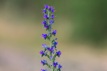 Common bruise (Echium vulgare) with blur background 