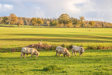 Fototapeta premium charolais kühe
