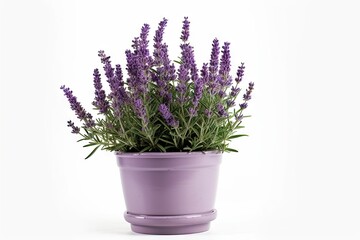 Naklejka premium Beautiful Purple Flower Plant in Isolation on a White Background. Generative AI illustrations