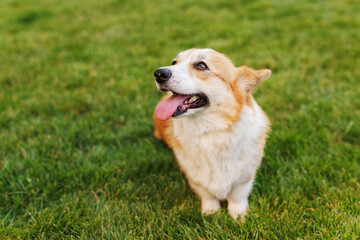 Portrait of adorable, happy dog of the corgi breed in the park on the green grass at sunset. The girl hugs and strokes her beloved pet.