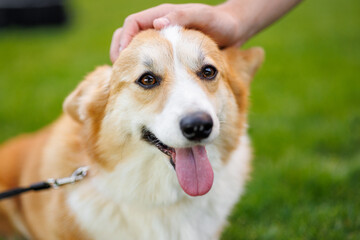 Portrait of adorable, happy dog of the corgi breed in the park on the green grass at sunset. The girl hugs and strokes her beloved pet.