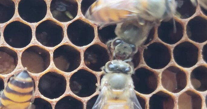 Closup of Bees inside the beehive. Honeycomb close up. Bee colony in hive macro. Honey in combs. Organic Beekeeping (apiculture), 4k resolution realtime footage